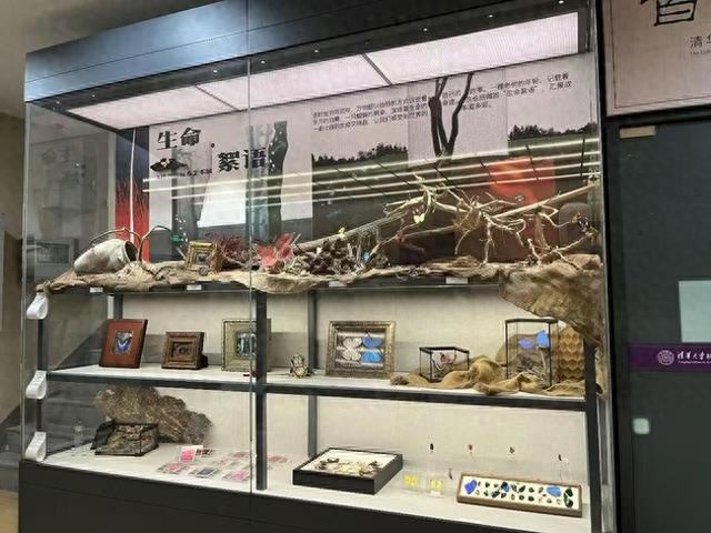 揭秘清华大学科学博物馆珍品柜更新：生物标本与传统工艺的奇妙融合  第1张