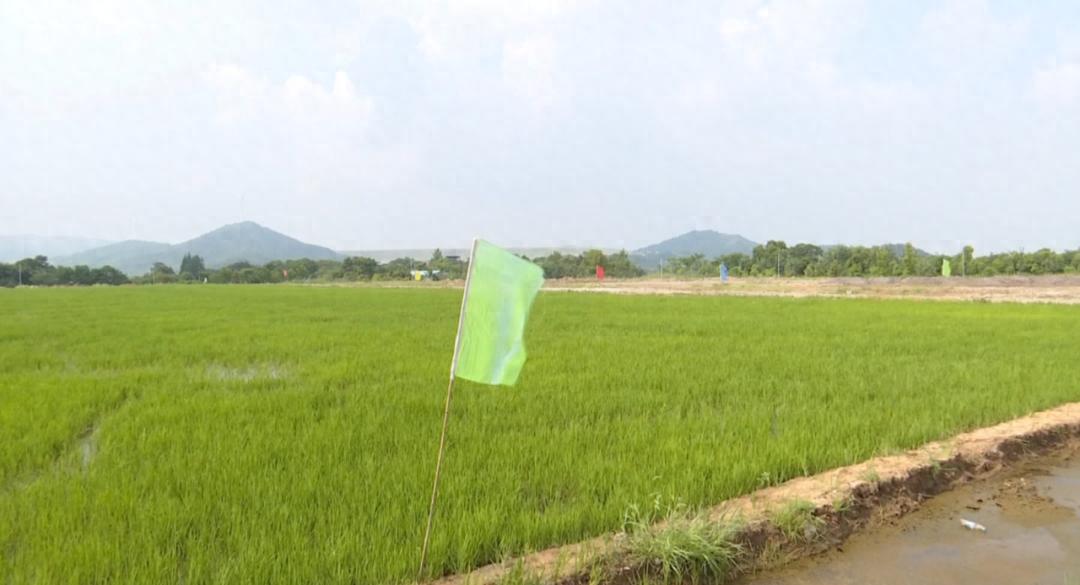 废弃矿坑变良田：60亩水稻丰收，亩产600斤，矿山复垦奇迹震撼全国