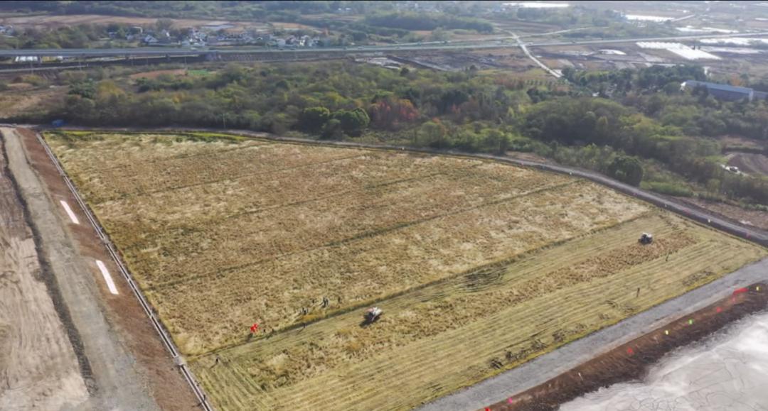 废弃矿坑变良田：60亩水稻丰收，亩产600斤，矿山复垦奇迹震撼全国  第2张