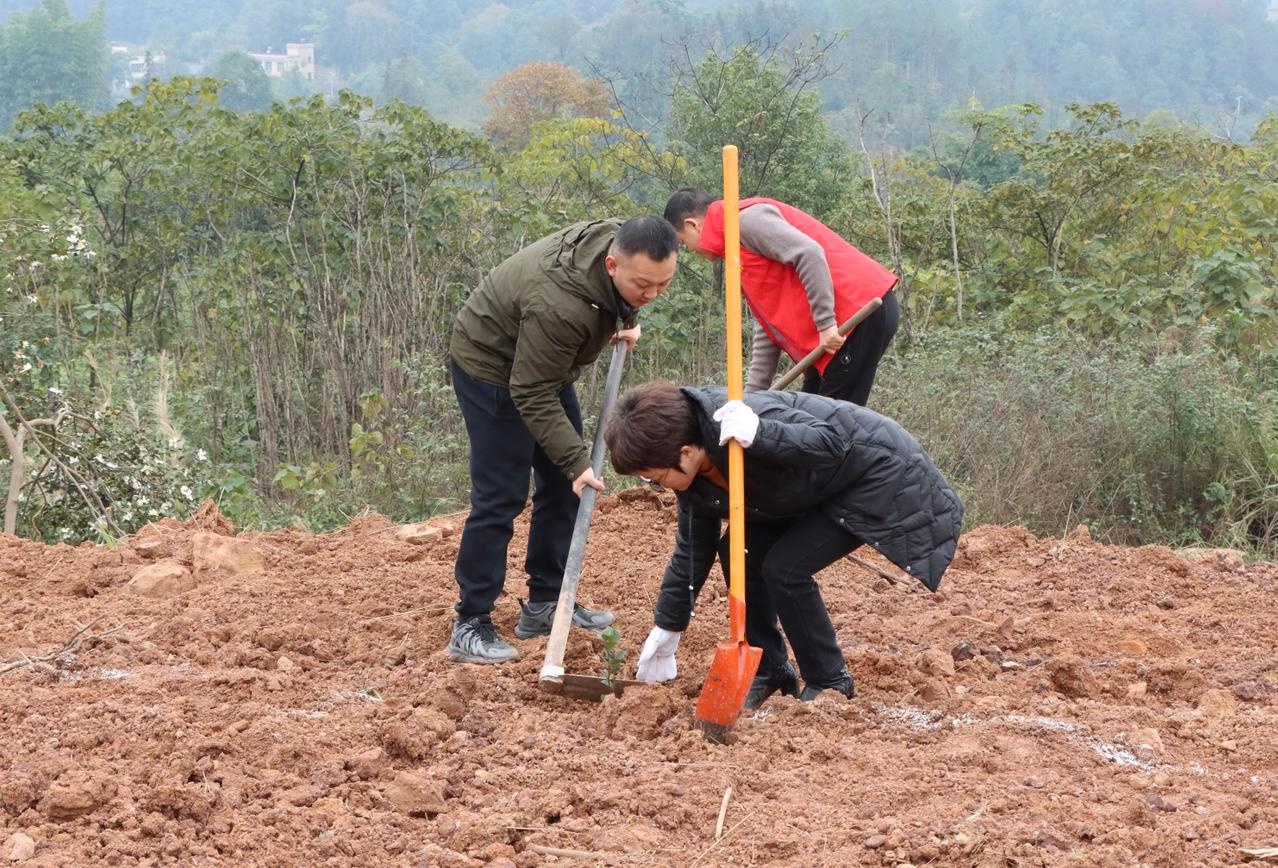 泸县福集镇掀起绿色革命：50人义务植树1000株，打造生态福集新标杆  第2张