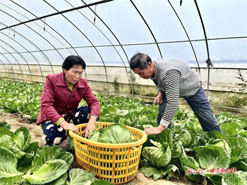 从工地零工到蔬菜大亨：李友善的致富之路，年入30万不是梦  第1张