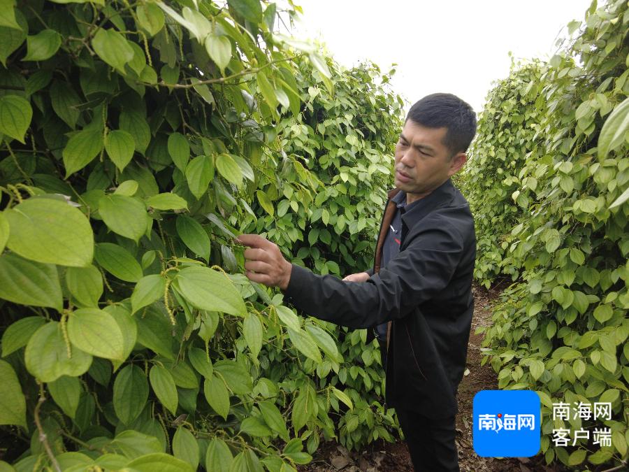 海南胡椒丰收季：探秘石壁村如何逆袭成为乡村振兴的典范  第2张