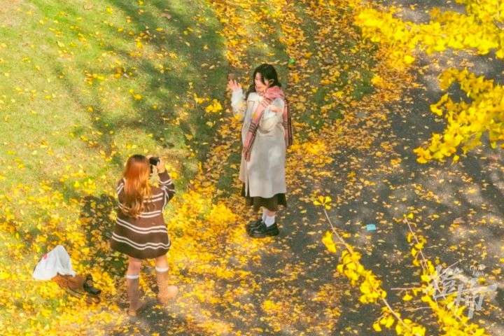 杭州最早变色的银杏林，一周前突然爆红，阳光下的金色雨你见过吗？  第1张