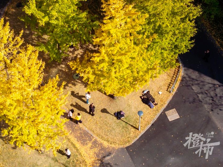 杭州最早变色的银杏林，一周前突然爆红，阳光下的金色雨你见过吗？  第6张