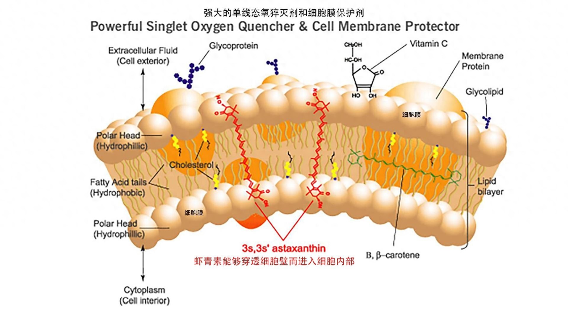 星藻生物科技：20年专注虾青素研发，为你的健康与美丽保驾护航