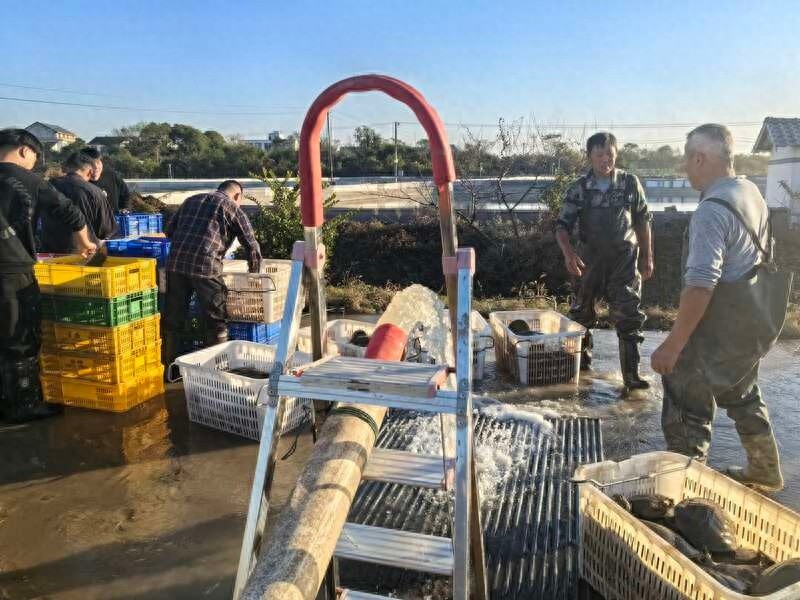探秘湖南汉寿：甲鱼之乡的百年传承与百亿产业奇迹