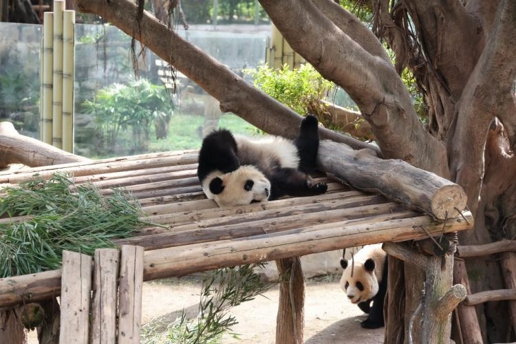 探秘熊猫世界：孩子们的熊猫保护梦，如何与国宝做朋友？  第2张