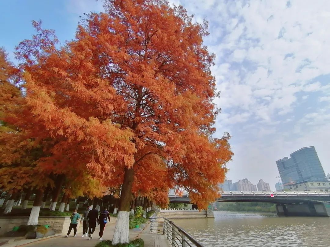 杭州今晨刷新今冬最低温纪录，但别急，一连5天升温冲击18℃  第6张
