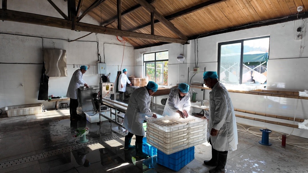绍兴南越年糕厂：传统工艺打造香喷喷年糕，带你重温儿时年味