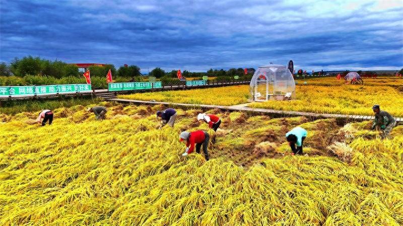 中国移动牡丹江分公司化身智慧使者，让响水稻米产业焕发新活力  第1张