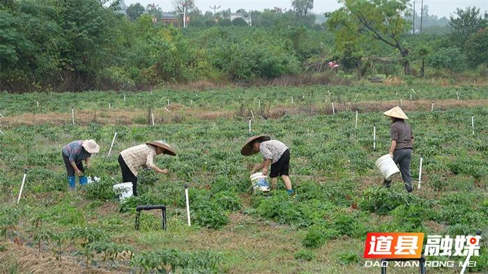 100 多亩秋辣椒喜迎丰收，亩产量高达 3000 到 4000 斤  第2张