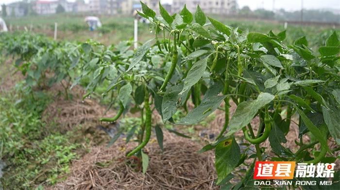 100 多亩秋辣椒喜迎丰收，亩产量高达 3000 到 4000 斤  第3张