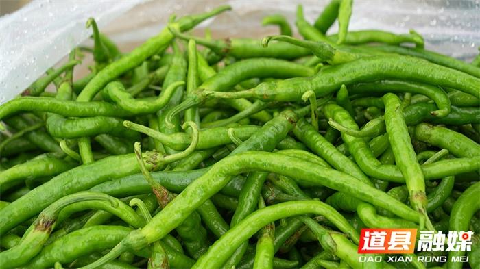 100 多亩秋辣椒喜迎丰收，亩产量高达 3000 到 4000 斤  第4张