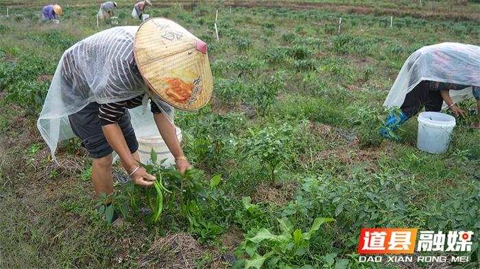 100 多亩秋辣椒喜迎丰收，亩产量高达 3000 到 4000 斤  第5张