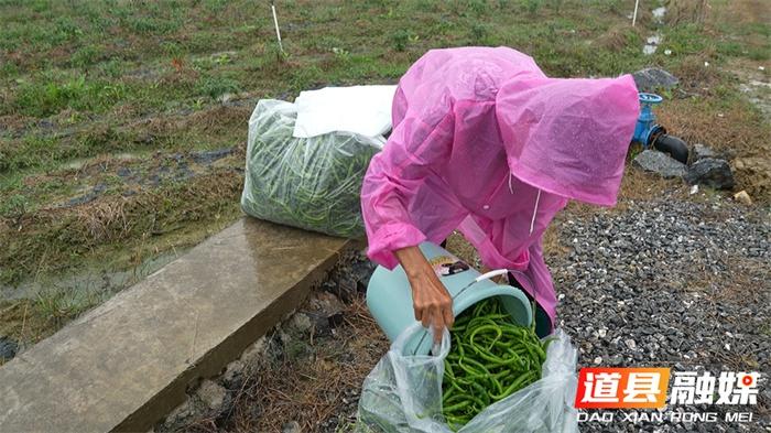 100 多亩秋辣椒喜迎丰收，亩产量高达 3000 到 4000 斤  第6张