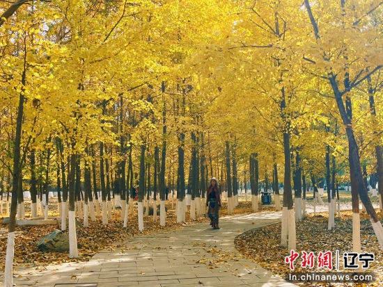 3 亿年前的古老树种，如今竟成沈城最晚入黄的盛育美景  第3张