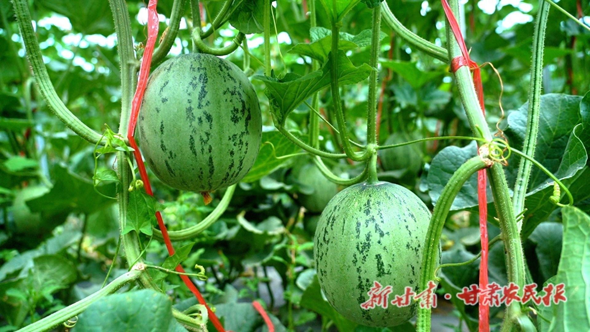深秋时节，金塔县大庄子镇戈壁农业产业园西瓜挂满枝头，产业找对头，日子有奔头  第1张