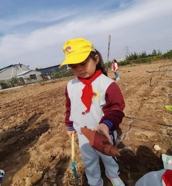 青岛嘉峪关学校二.四中队：挖地瓜，收获的不仅是果实，还有快乐  第3张