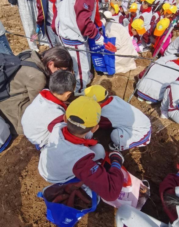 青岛嘉峪关学校二.四中队：挖地瓜，收获的不仅是果实，还有快乐  第6张