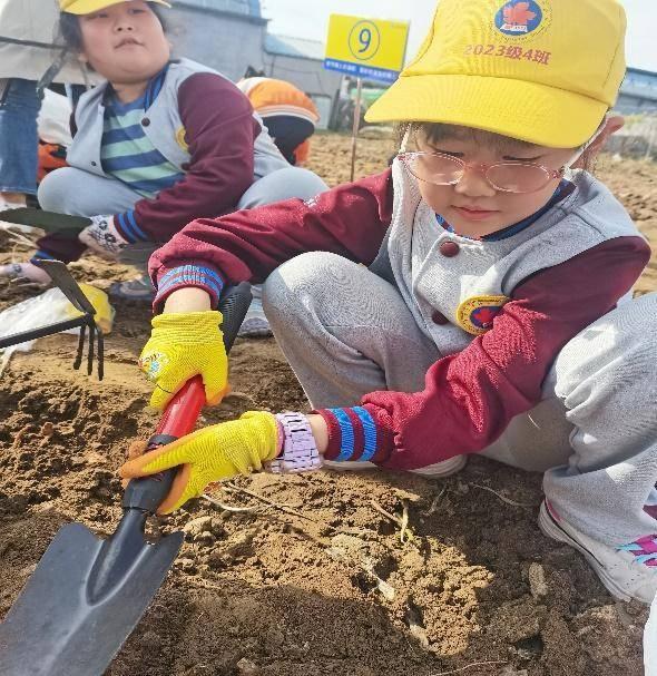 青岛嘉峪关学校二.四中队：挖地瓜，收获的不仅是果实，还有快乐  第7张