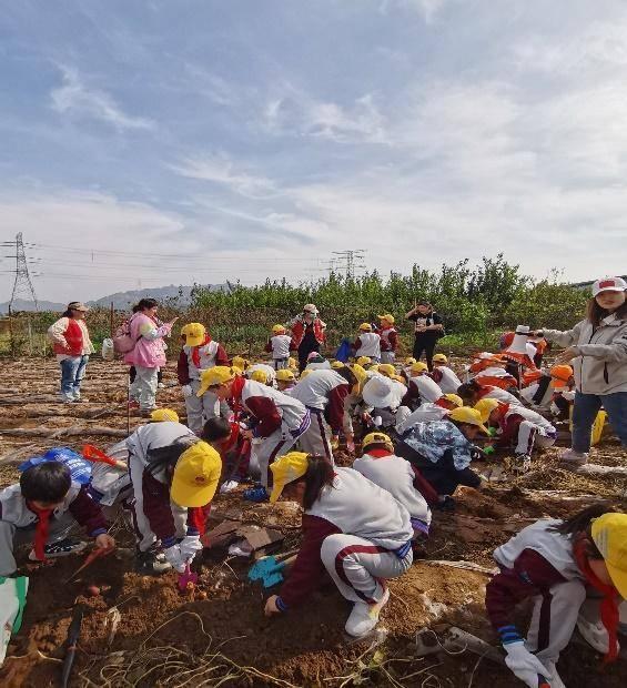 青岛嘉峪关学校二.四中队：挖地瓜，收获的不仅是果实，还有快乐  第8张