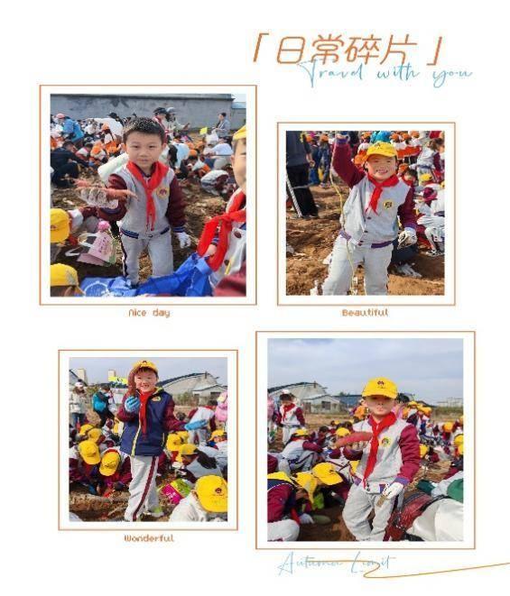 青岛嘉峪关学校二.四中队：挖地瓜，收获的不仅是果实，还有快乐  第10张