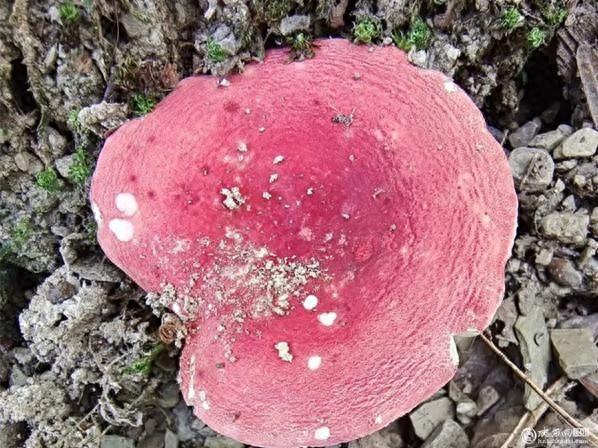 陕西理工大学发现红菇属新物种，你吃过吗？