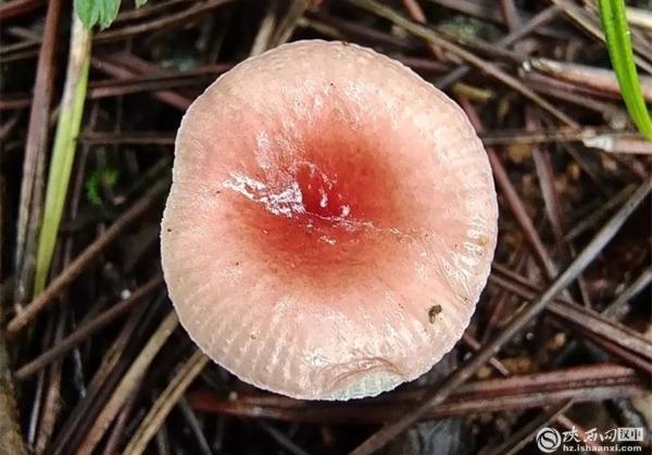 陕西理工大学发现红菇属新物种，你吃过吗？  第3张