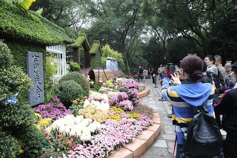 第四届长三角菊花精品展震撼开幕，万人空巷，你还不来？  第4张