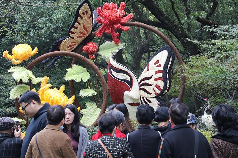 第四届长三角菊花精品展震撼开幕，万人空巷，你还不来？  第5张