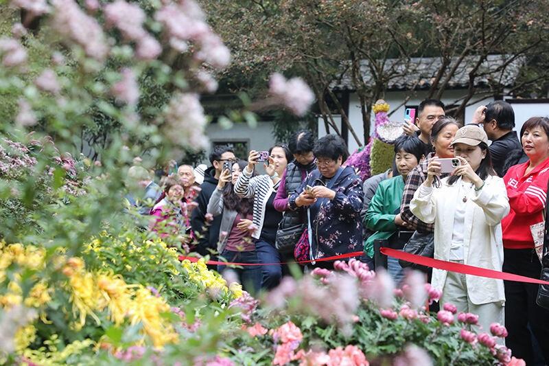 第四届长三角菊花精品展震撼开幕，万人空巷，你还不来？  第6张