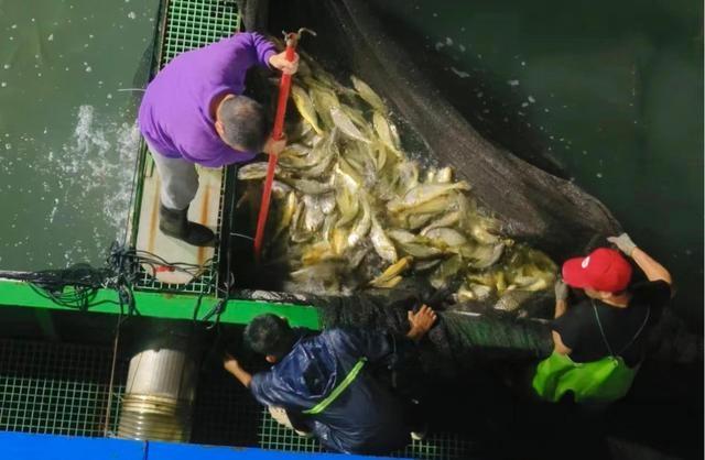 厉害了！1.78 万尾大黄鱼种苗投放，宁波首个深远海养殖平台正式投产  第2张