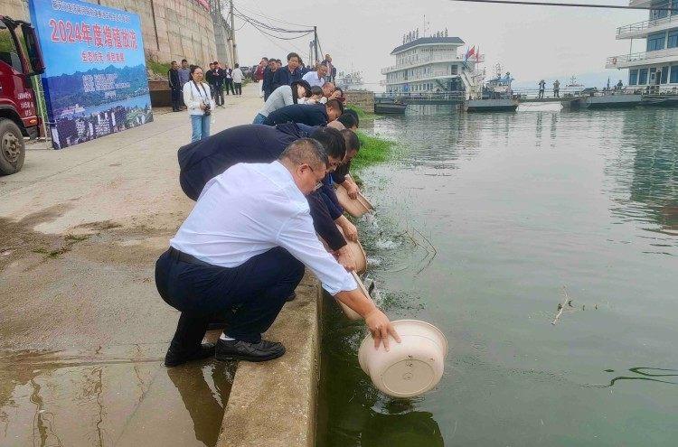 约 37 万尾鱼苗放流长江！见证长江上游航道整治工程的生态奇迹  第2张