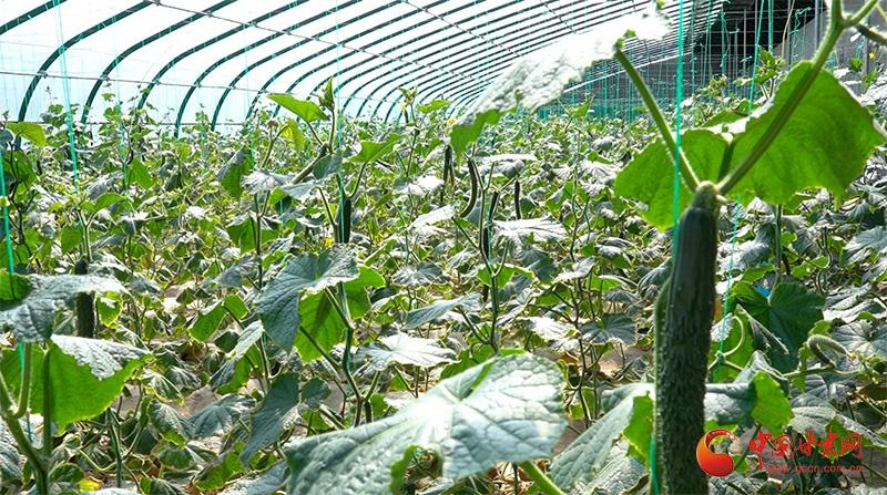 投资 8300 万！静宁县这个镇要打造 2560 亩蔬菜基地，你还不来看看？  第3张