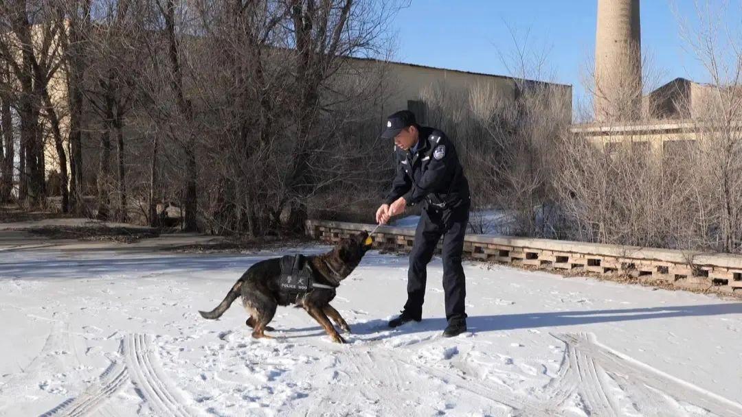 警犬雷神：英勇忠诚的无言战友，屡立奇功的功勋犬  第2张