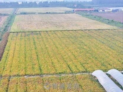 盐碱地变良田！如东栟茶方凌垦区的神奇蜕变  第1张