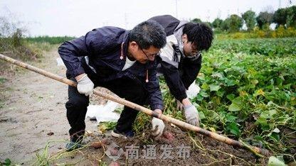 盐碱地变良田！如东栟茶方凌垦区的神奇蜕变  第3张