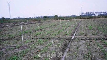 盐碱地变良田！如东栟茶方凌垦区的神奇蜕变  第4张