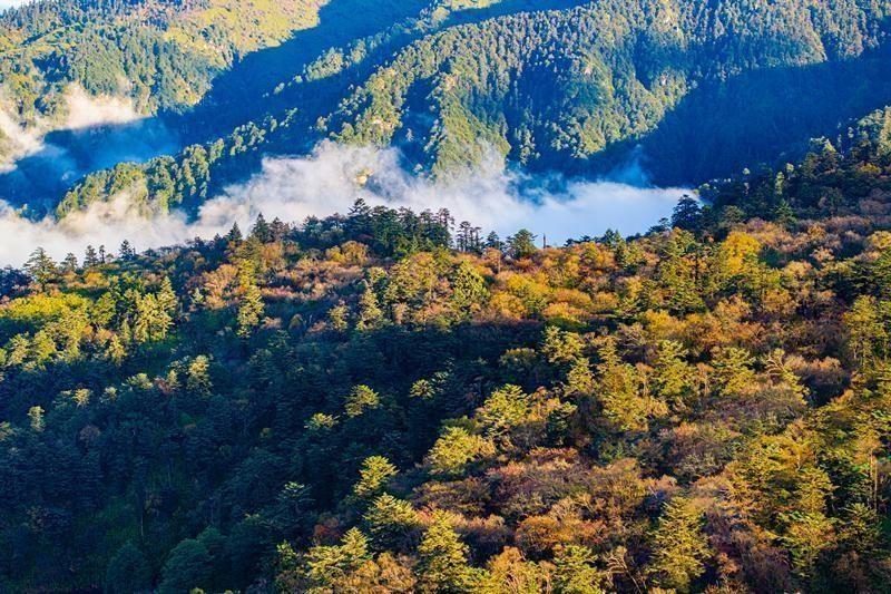 10 月 28 日，石棉王岗坪景区，一场秋雨过后，佛光普照，彩林如梦如幻  第3张