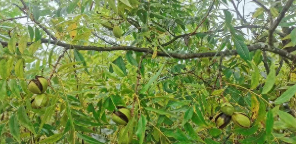 秋高气爽，陕西洋县试种碧根果成功，200 亩种植规模带来无限商机