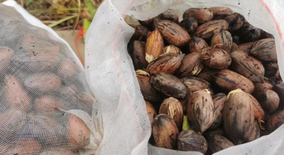 秋高气爽，陕西洋县试种碧根果成功，200 亩种植规模带来无限商机  第2张