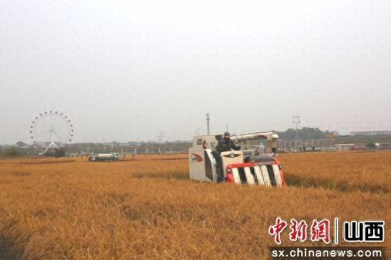 山西太原晋祠水稻丰收，金色稻浪随风起伏，宛如画卷