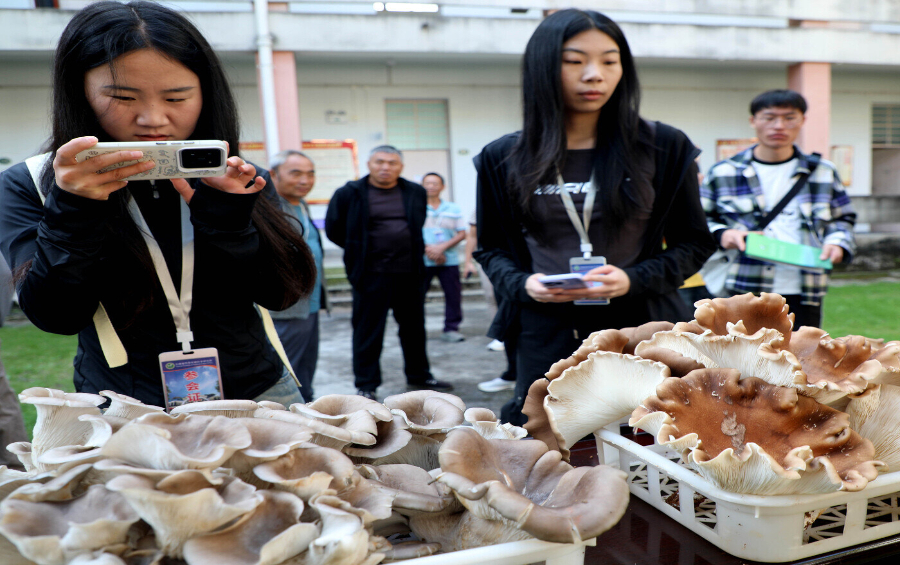 西双版纳林下种植培训：开启可持续发展新时代  第2张