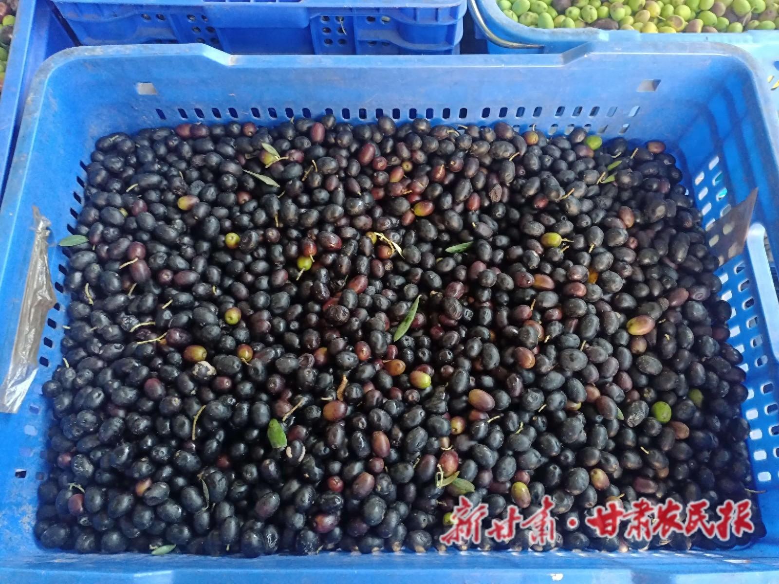 金秋时节，武都油橄榄迎来丰收黄金期，硕果累累，挂满枝头