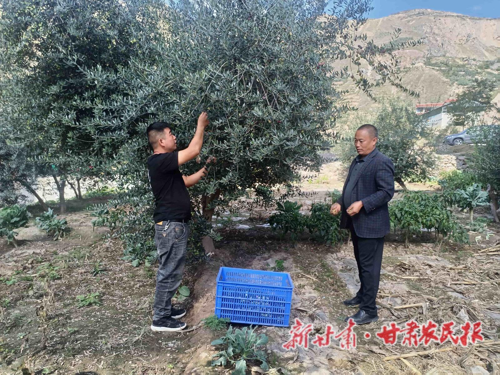 金秋时节，武都油橄榄迎来丰收黄金期，硕果累累，挂满枝头  第2张