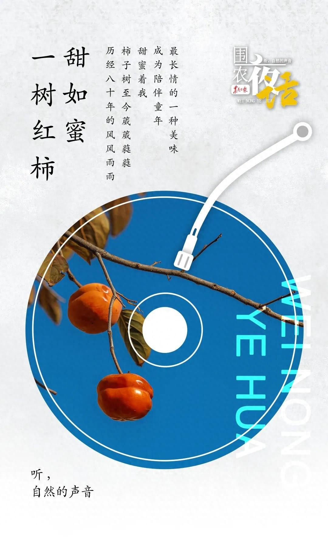 八十年柿子树，从秋初到春末，甜蜜了我大半年的时光  第1张