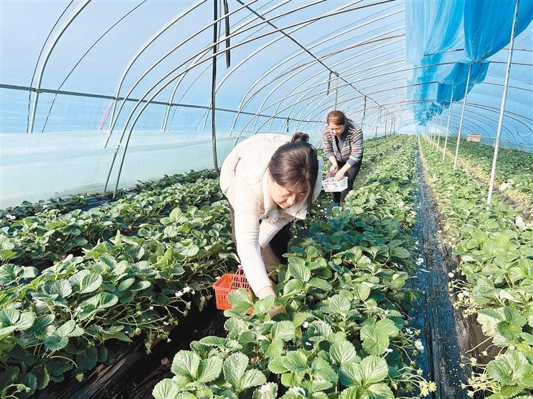冬日草莓园的甜蜜诱惑：市民游客争相体验‘秦玉’新品种的独特魅力  第2张