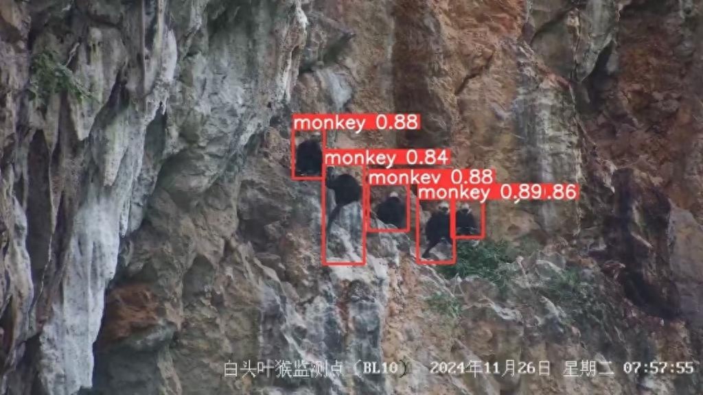 华为联手保护区，用AI守护极度濒危白头叶猴，智慧监测方案获大奖  第1张