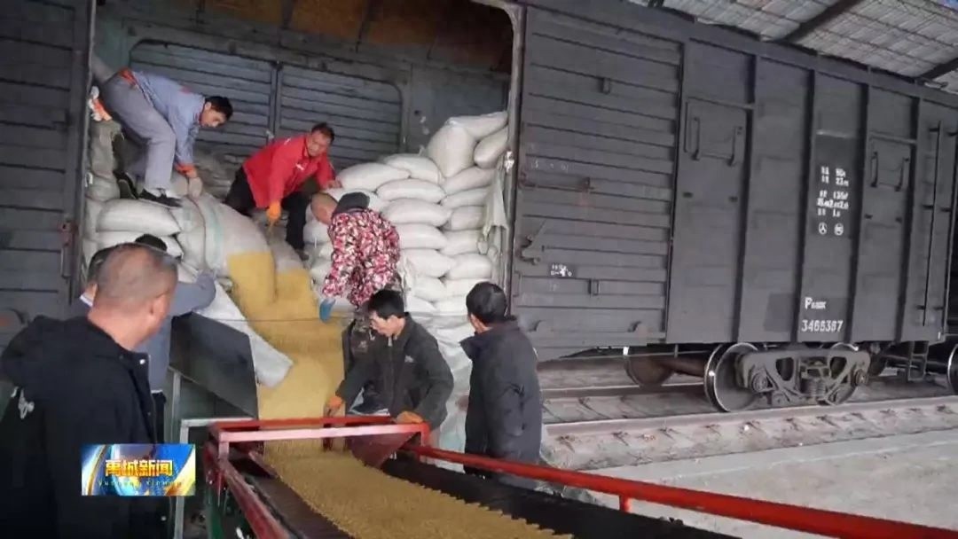 560吨大豆专列抵站！市交投集团公铁联运物流园开启粮食贸易新纪元  第1张