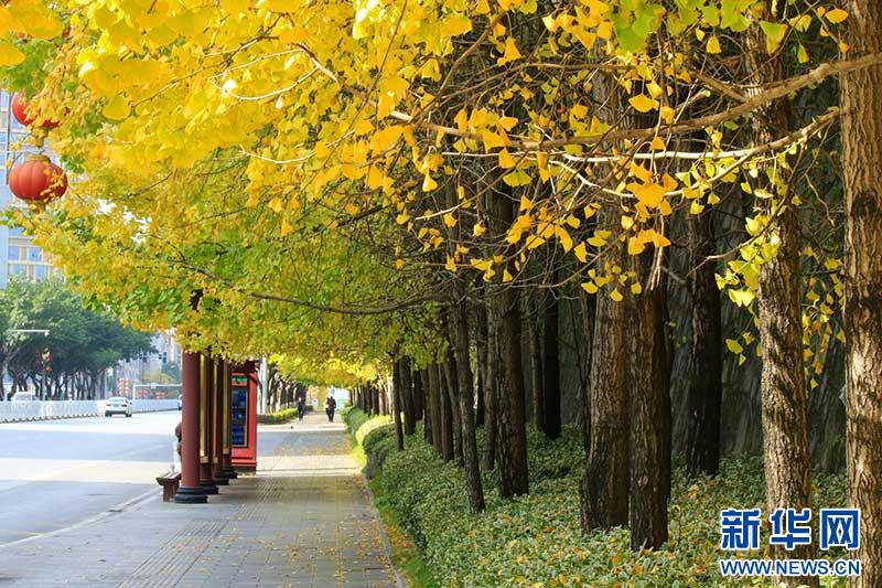 初冬恩施：金黄银杏与城市建筑的诗意邂逅，每一帧都是生态画卷  第2张